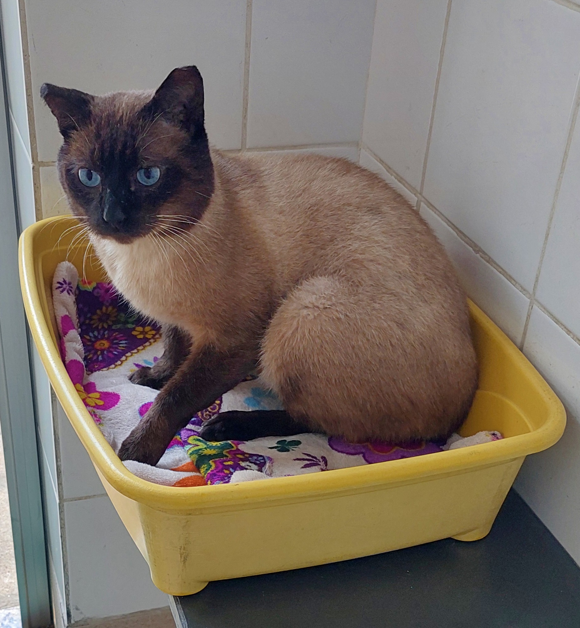 #PraCegoVer: bombom é um gato com pelgaem branca, seus patas e car é preto, seus olhos azuis, eles esta sentado em uma caixa amarela com um pano florido olhando para o lado